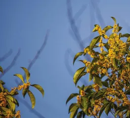 第十六捧桂花
