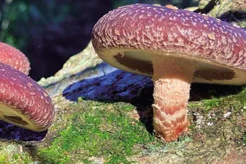 菌子的驯化：从山野到餐桌