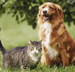世界人民猫狗喜爱度大调查