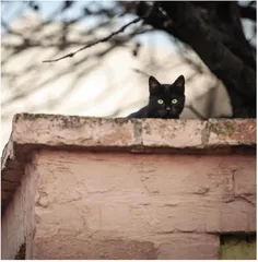  猫跳糕