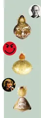 动物的名字是怎么来的
