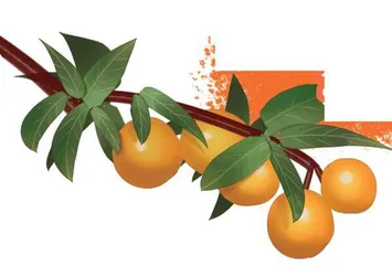 奉节脐橙 