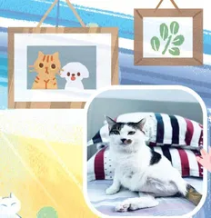 两脚猫
