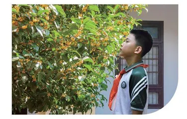 校园桂花香 