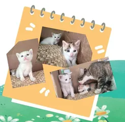 奶酪当“妈妈”了 