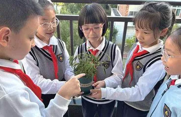 含羞草