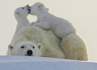 妈妈，我们爱您