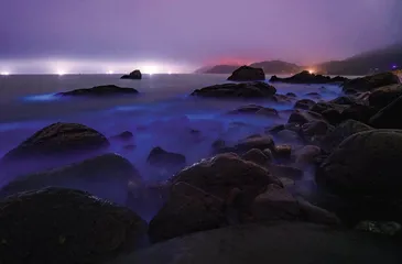 “蓝眼泪”