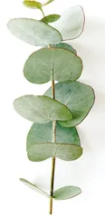 柳暗花明