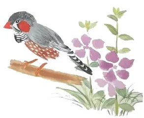 珍珠鸟（节选）