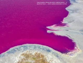 千年盐湖变身“玫瑰”湖
