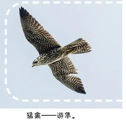 大吉沙岛观鸟记