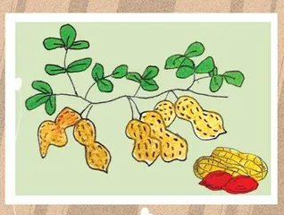 我爱落花生