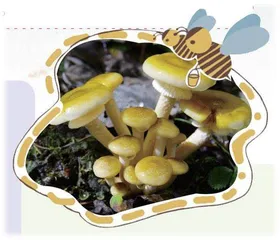 蜜环菌