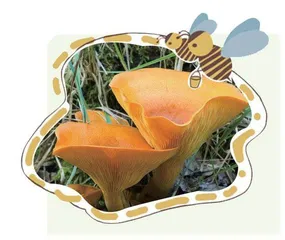 南瓜灯蘑菇