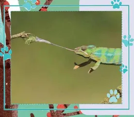 “弹射神器”