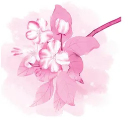 海棠花开
