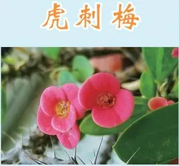 花中八姐妹