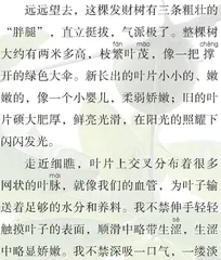 我家的发财树