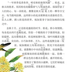 醉人的桂花