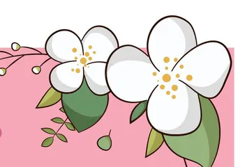 鸡蛋花