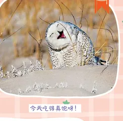笑花 笑草