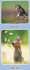 笑花笑草