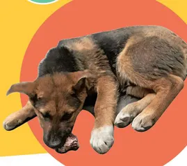 偶遇狗狗