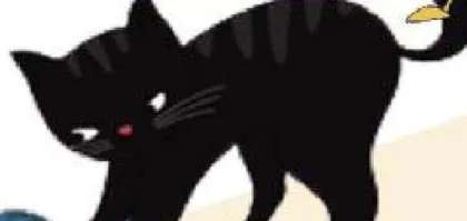 我的猫儿子——小黑