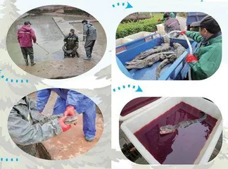 扬子鳄分四步过冬