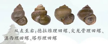 田螺家族又壮大了