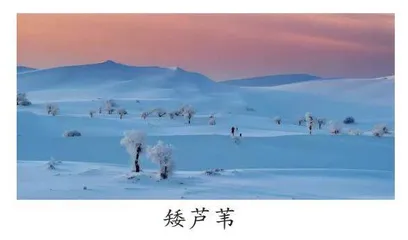 塔克拉玛干的四季繁花