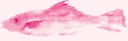 抓鱼记