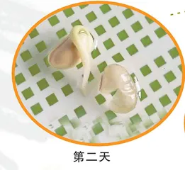 黄豆变身记