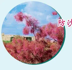 沙漠里的植物