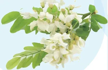 舌尖上的槐花饭