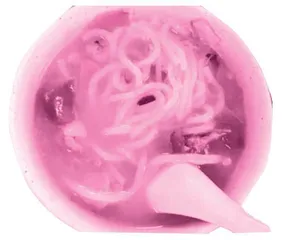 月婆鸡濑