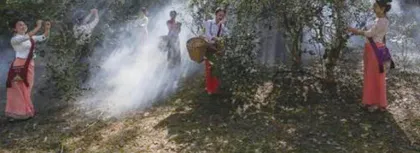 “普洱古茶林”申遗成功