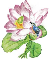 《花开浅夏》