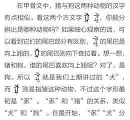 慵懒的“家中宝”——猪