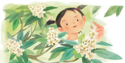 常绿枇杷隔岁花