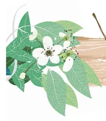 梨花盛放的春节