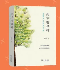 北方有棵树
