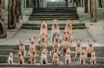 忠犬八公