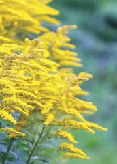 加拿大一枝黄花