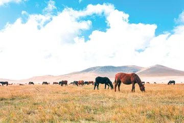 美丽的内蒙古