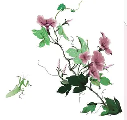 牵牛花