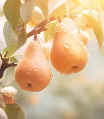 一棵树两个梨