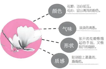 一花一叶总关情