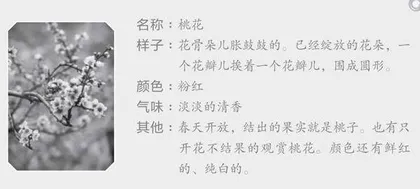 我的植物朋友